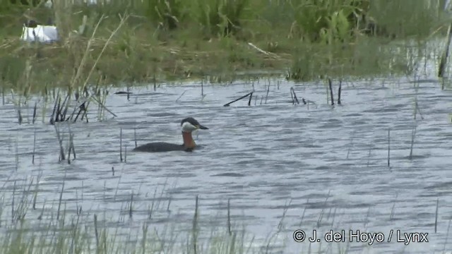 Red-necked Grebe - ML201338331