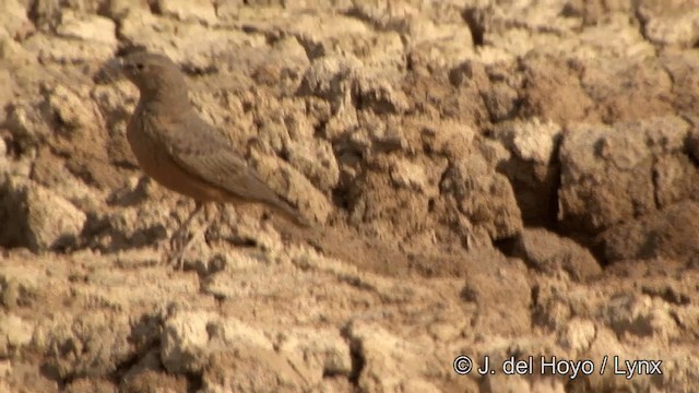 Rufous-tailed Lark - ML201338411