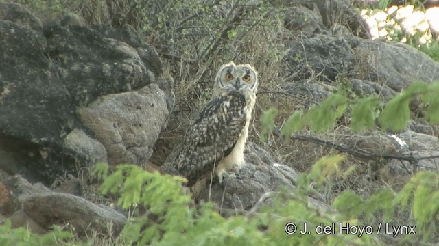 Rock Eagle-Owl - ML201338431
