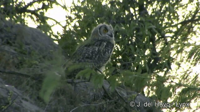 Rock Eagle-Owl - ML201338441