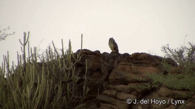 Rock Eagle-Owl - ML201338451