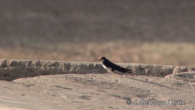 Wire-tailed Swallow - ML201338571