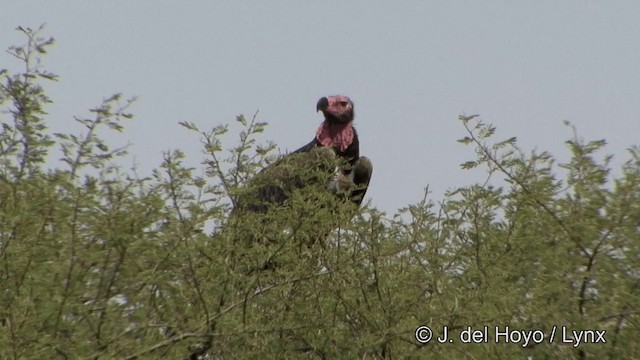 Red-headed Vulture - ML201338781