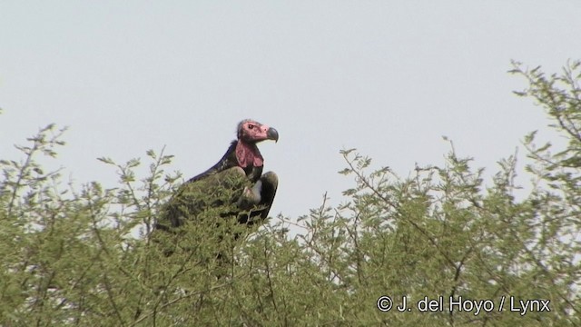 Red-headed Vulture - ML201338791