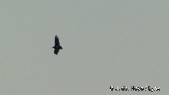 Red-headed Vulture - ML201338801