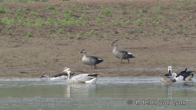 Indian Spot-billed Duck - ML201338891