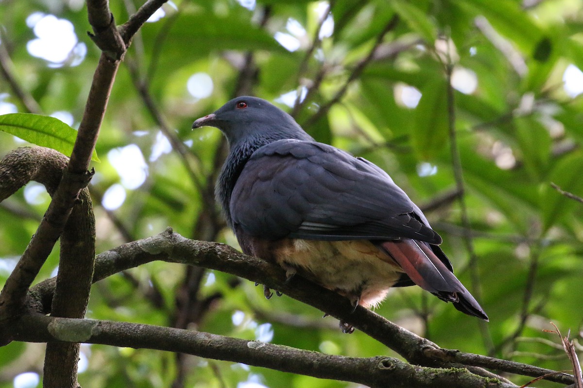 New Caledonian Imperial-Pigeon - Tommy Pedersen