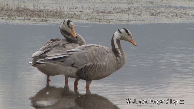 Bar-headed Goose - ML201338931