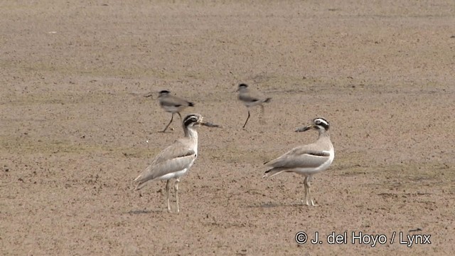 Great Thick-knee - ML201338991