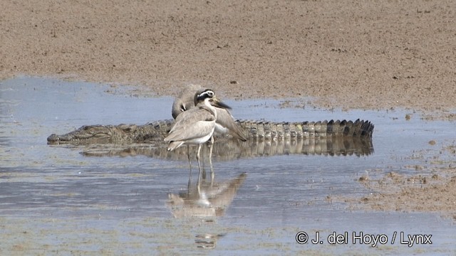 Great Thick-knee - ML201339001