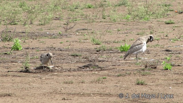 Great Thick-knee - ML201339031