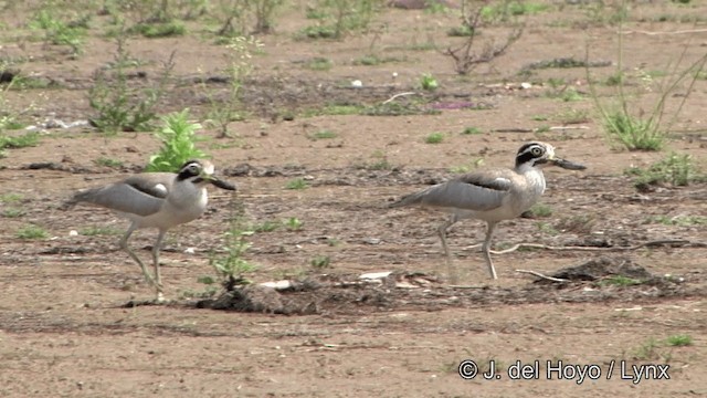 Great Thick-knee - ML201339041