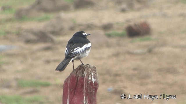 White-browed Wagtail - ML201339071