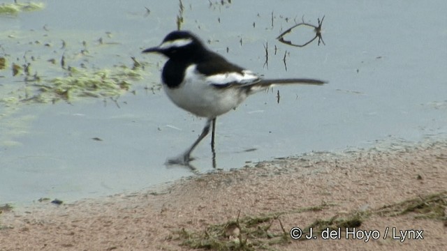 White-browed Wagtail - ML201339081