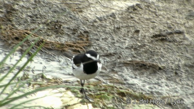 White-browed Wagtail - ML201339091
