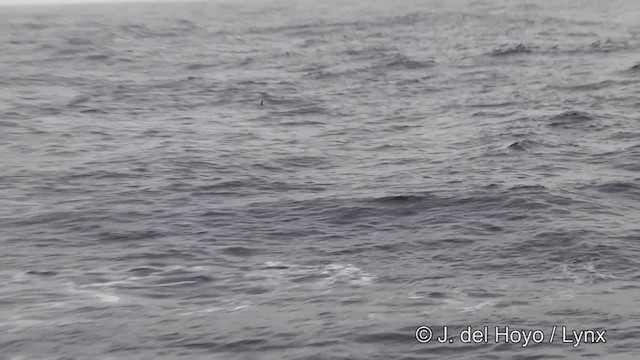 Buntfuß-Sturmschwalbe - ML201339191