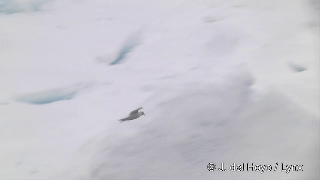 buřňák sněžní - ML201339271