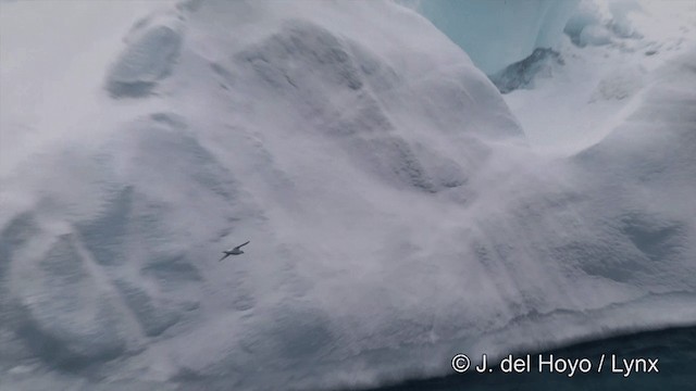 buřňák sněžní - ML201339291
