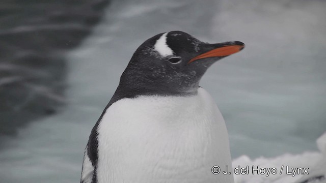 Gentoo Penguin - ML201339731