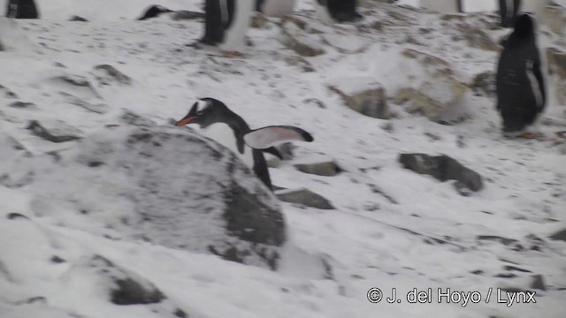 Gentoo Penguin - ML201339751