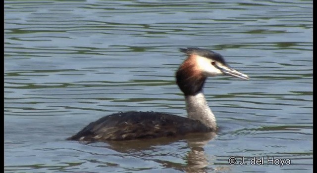Great Crested Grebe - ML201339781