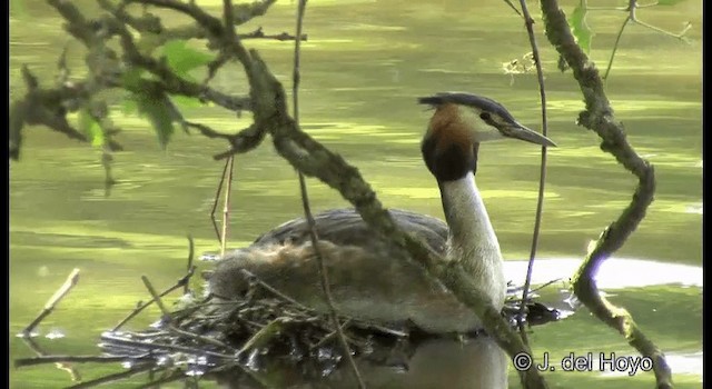 Great Crested Grebe - ML201339801
