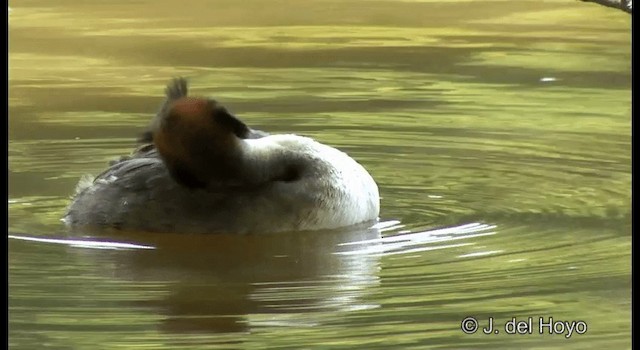 Great Crested Grebe - ML201339821