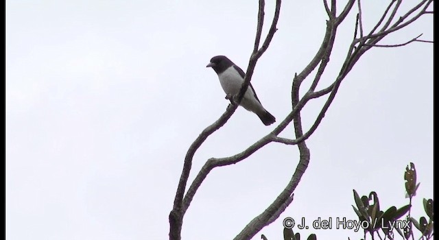 白胸燕鵙 - ML201339851