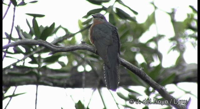 Fan-tailed Cuckoo - ML201339861