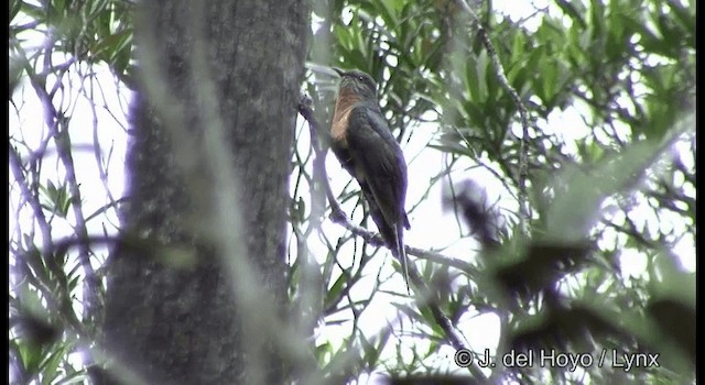 Fan-tailed Cuckoo - ML201339871