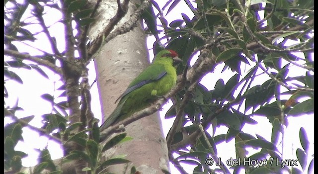 New Caledonian Parakeet - ML201339921