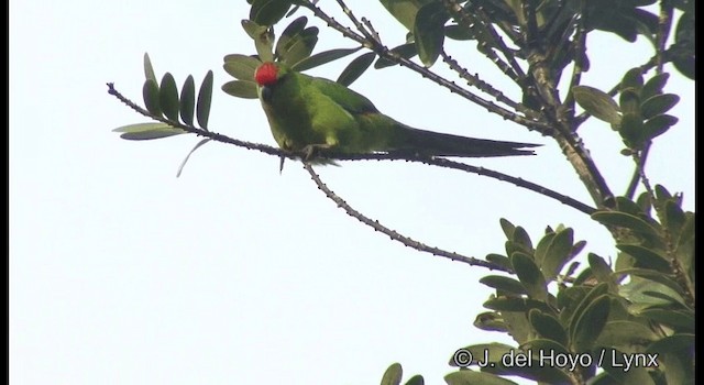 New Caledonian Parakeet - ML201339931