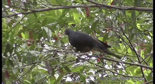 New Caledonian Imperial-Pigeon - ML201339961