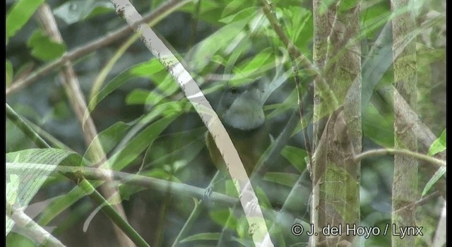  - New Caledonian Whistler