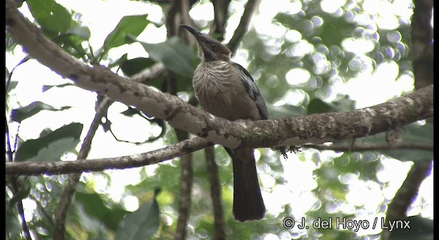  - New Caledonian Friarbird