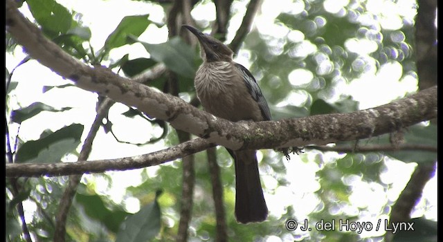 New Caledonian Friarbird - ML201340241
