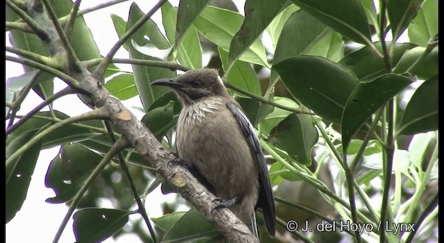 New Caledonian Friarbird - ML201340251