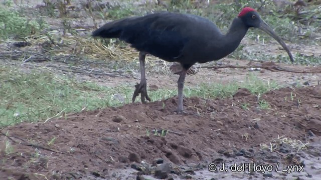 ibis bradavičnatý - ML201340371