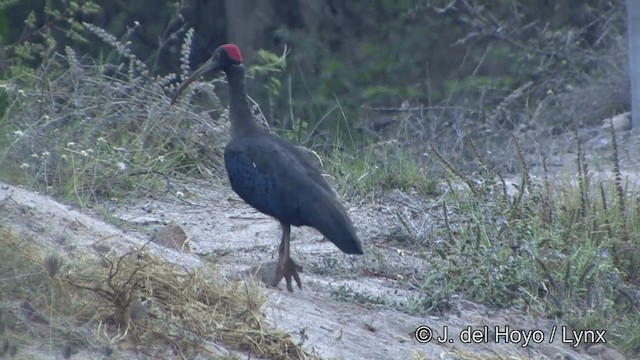 ibis bradavičnatý - ML201340381
