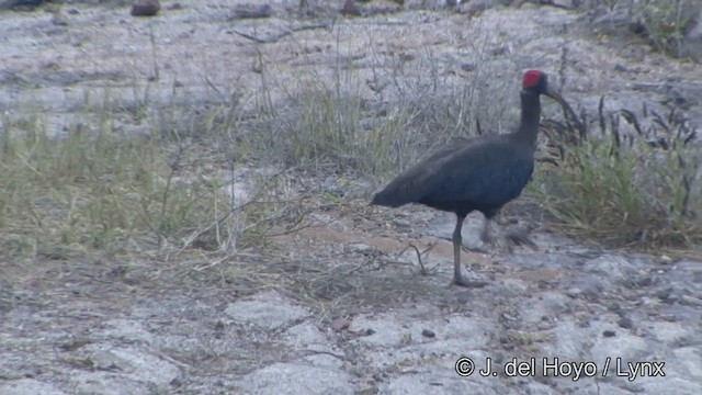ibis bradavičnatý - ML201340391