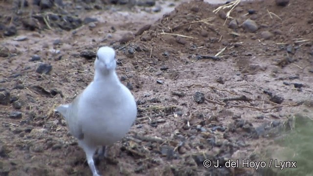 Eurasian Collared-Dove - ML201340421