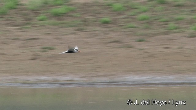 Black-bellied Tern - ML201340951