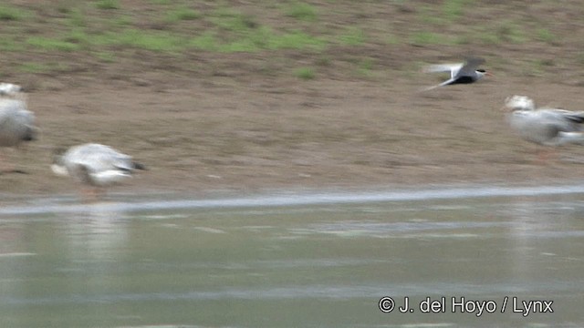 Black-bellied Tern - ML201340961