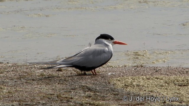Black-bellied Tern - ML201340971