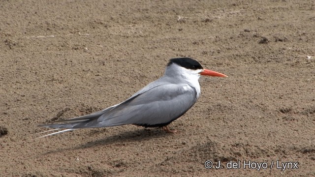 Black-bellied Tern - ML201340991