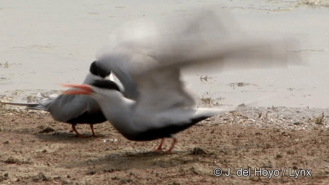 Black-bellied Tern - ML201341001