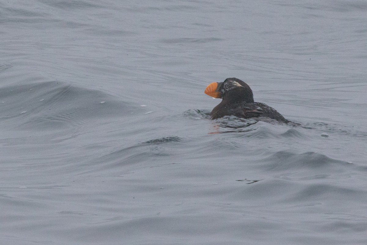 Tufted Puffin - ML20134121
