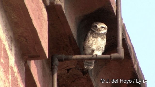 Spotted Owlet - ML201341261