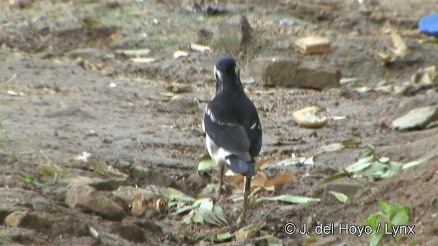 Indian Pied Starling - ML201341271