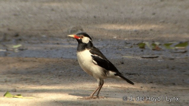 Asian Pied Starling (Asian) - ML201341281